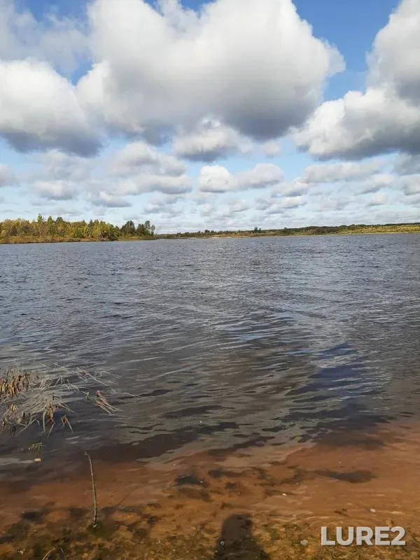 Лещ, Густера