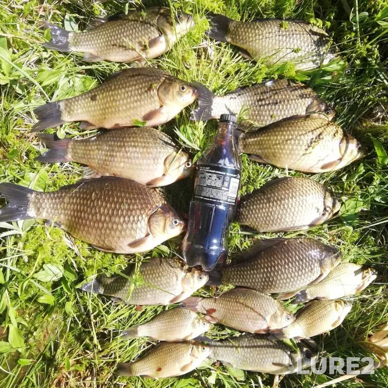 Карась — Гродненская область, 23 мая 2019 г.