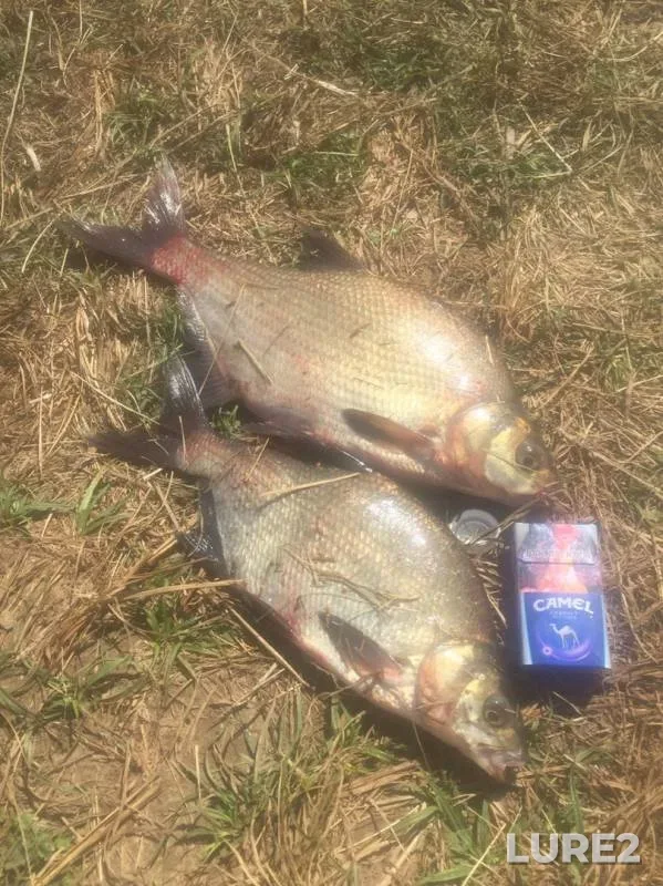 Лещ — Гродненское, 24 авг. 2019 г.