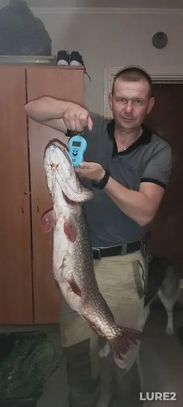 Окунь, Щука
