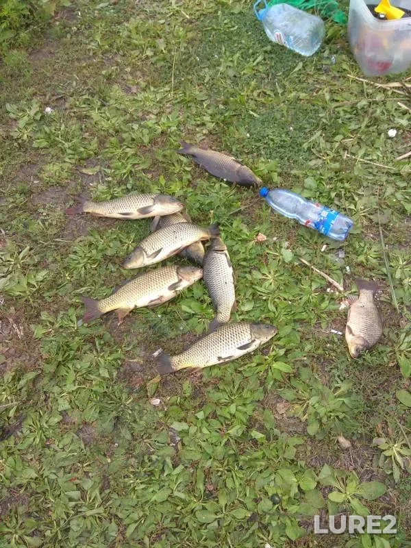 Карась