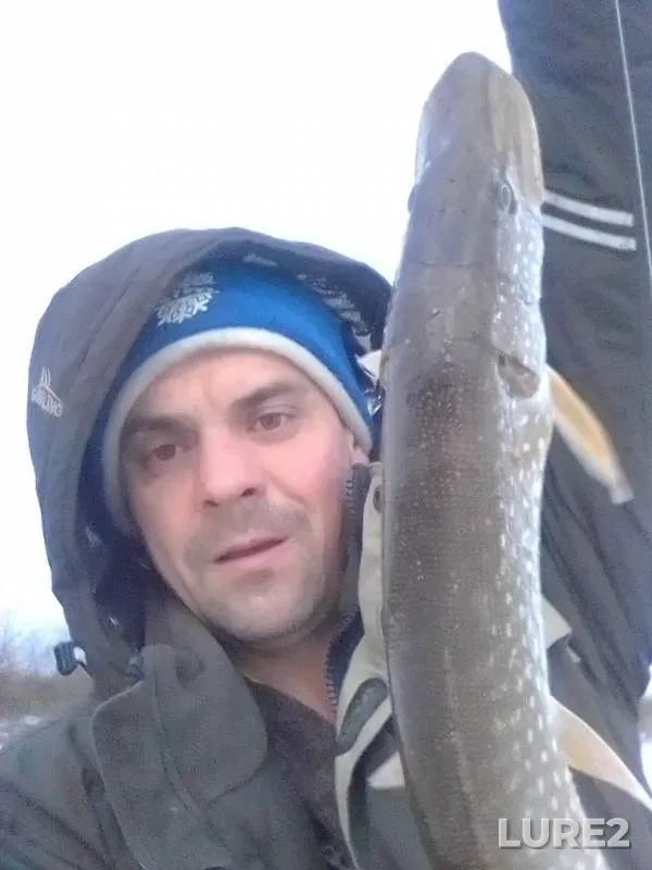 Щука