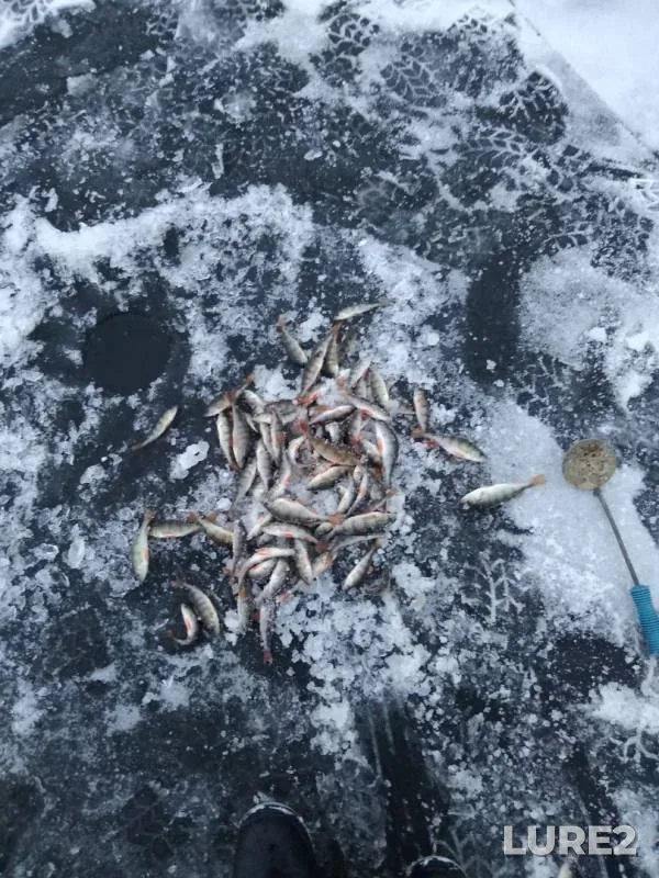 Окунь