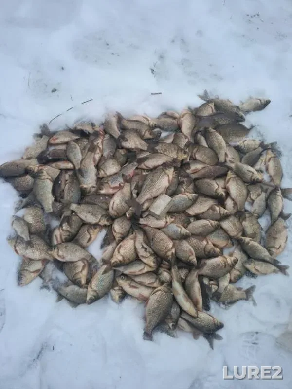 Карась