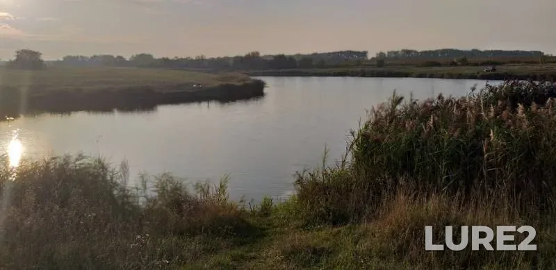 Карп, Карась