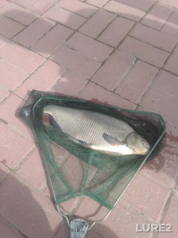 Лещ