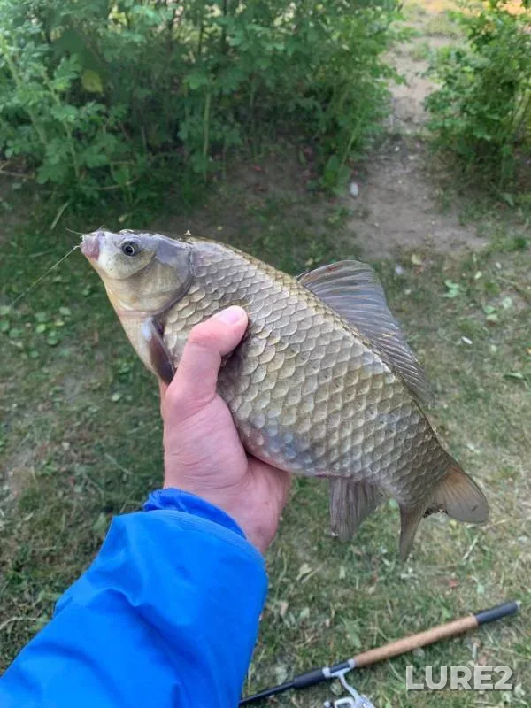 Карась
