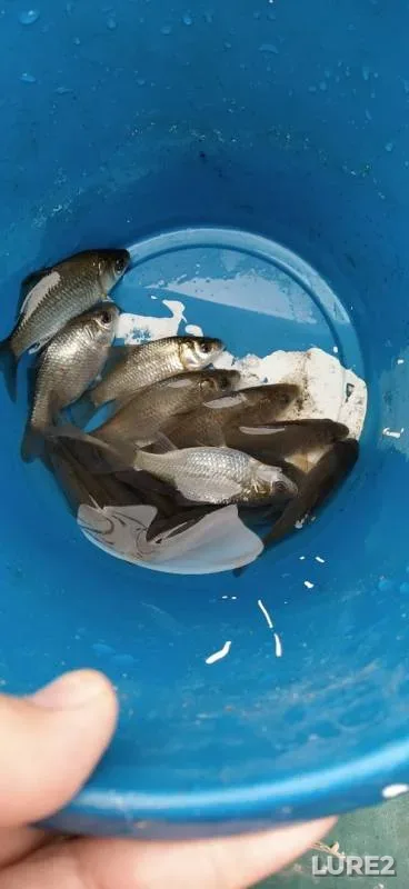 Карась