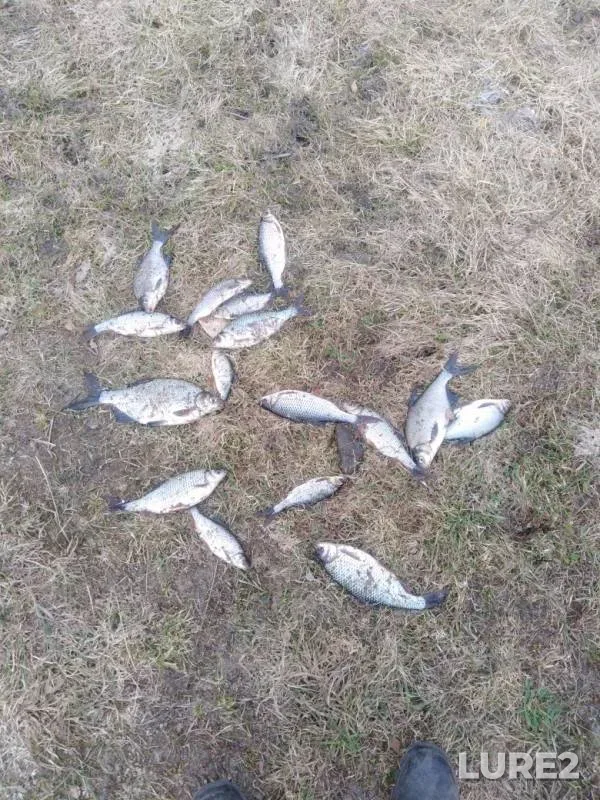 Лещ