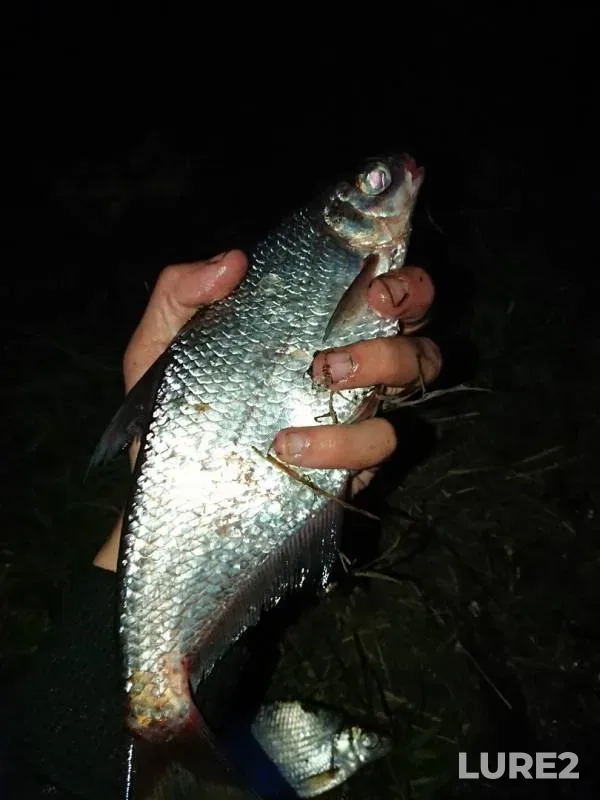 Густера