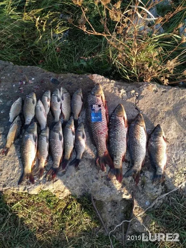Сом, Карась