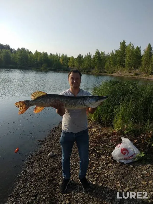 Щука