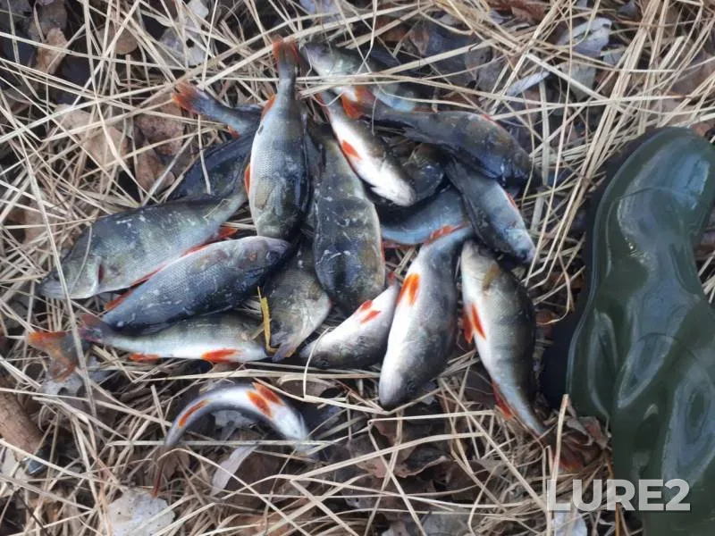 Окунь