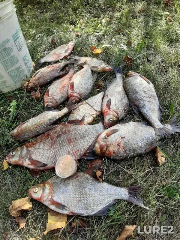 Лещ