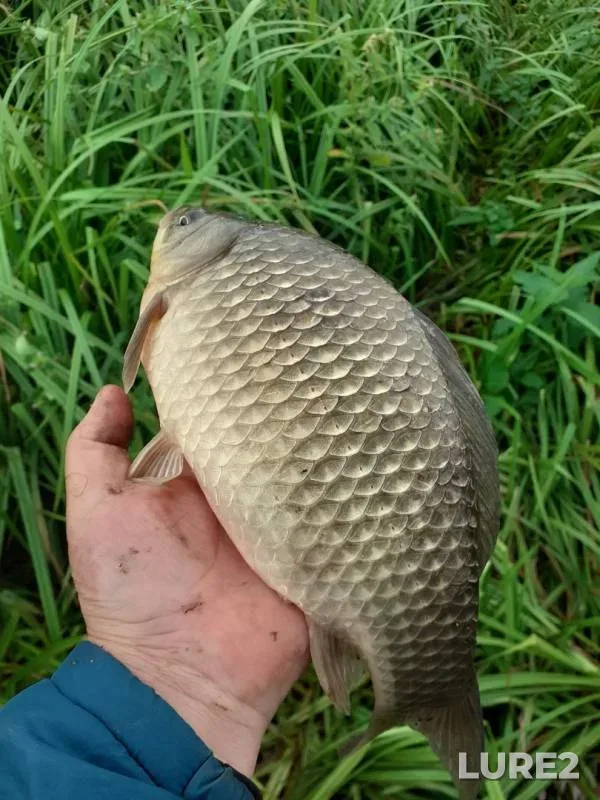 Карась