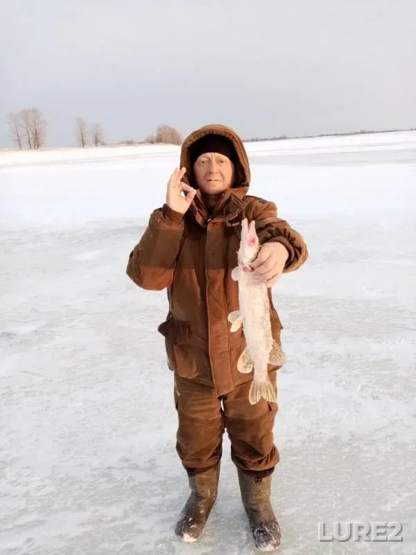 Щука