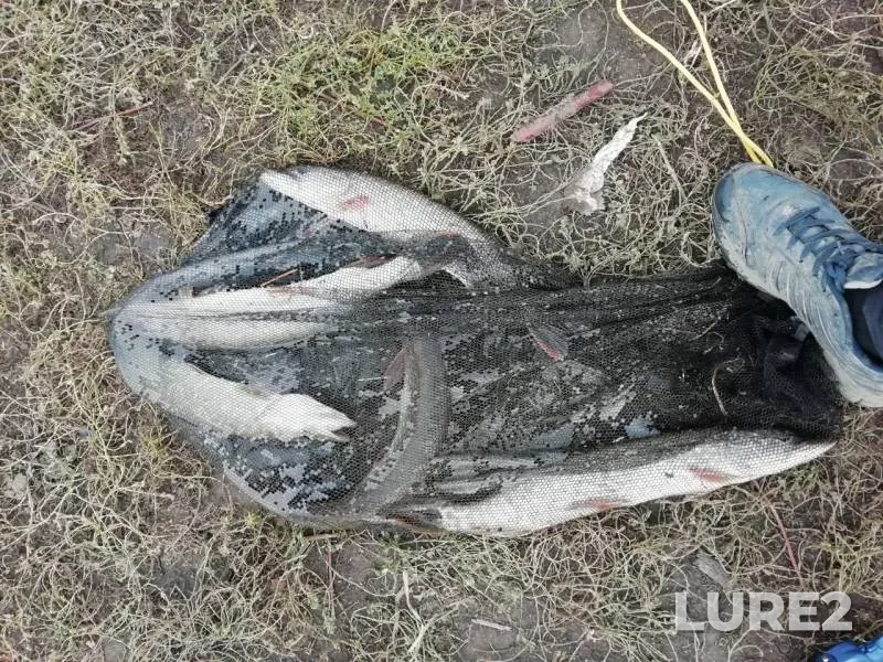 Щука