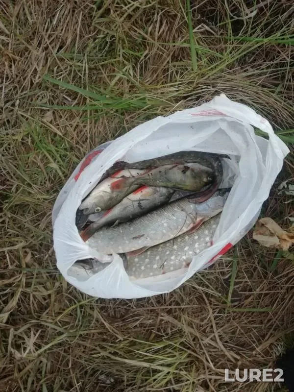 Окунь, Щука