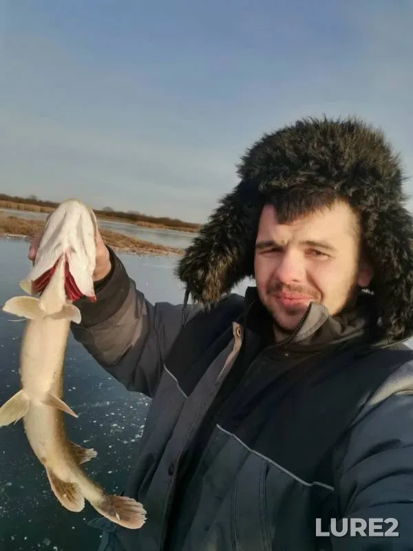 Окунь, Щука