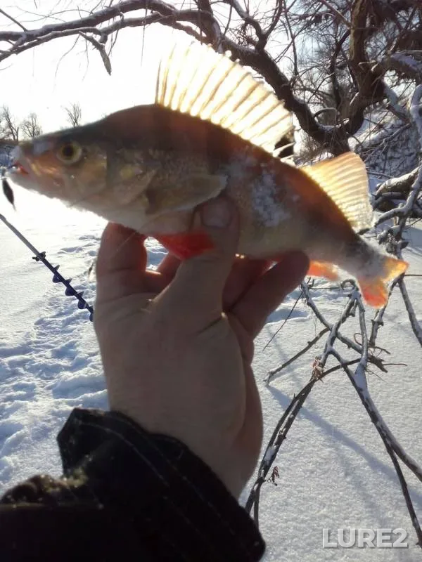Окунь