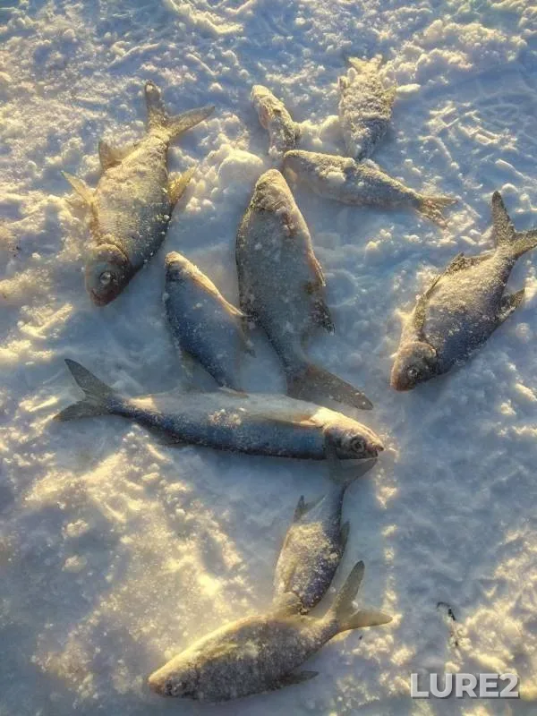 Лещ