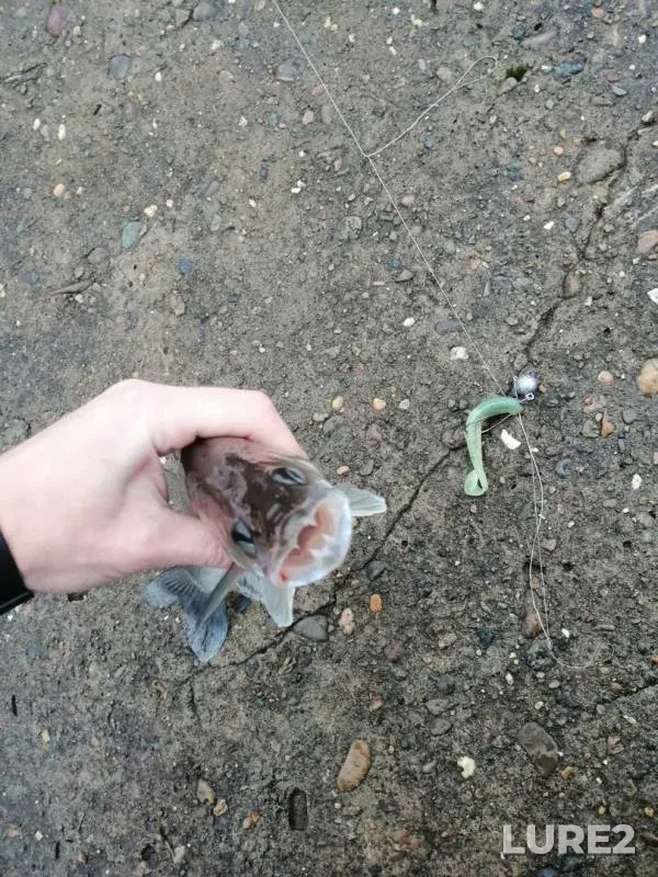 Окунь, Судак