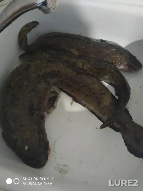 Налим