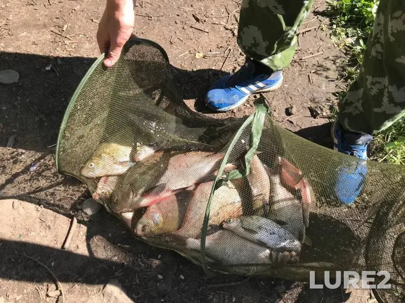 Лещ