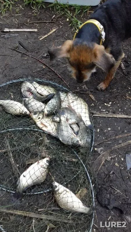 Карась