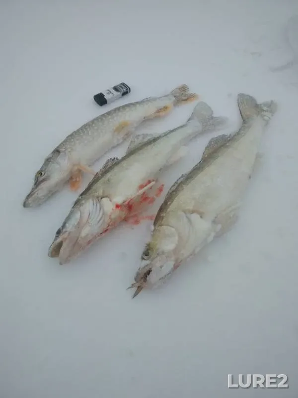 Щука, Судак