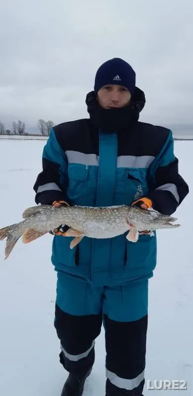 Окунь, Щука