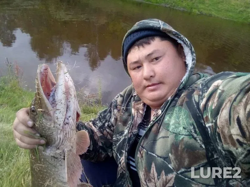 Щука