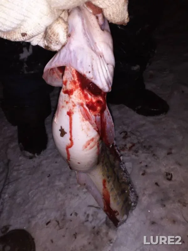 Налим