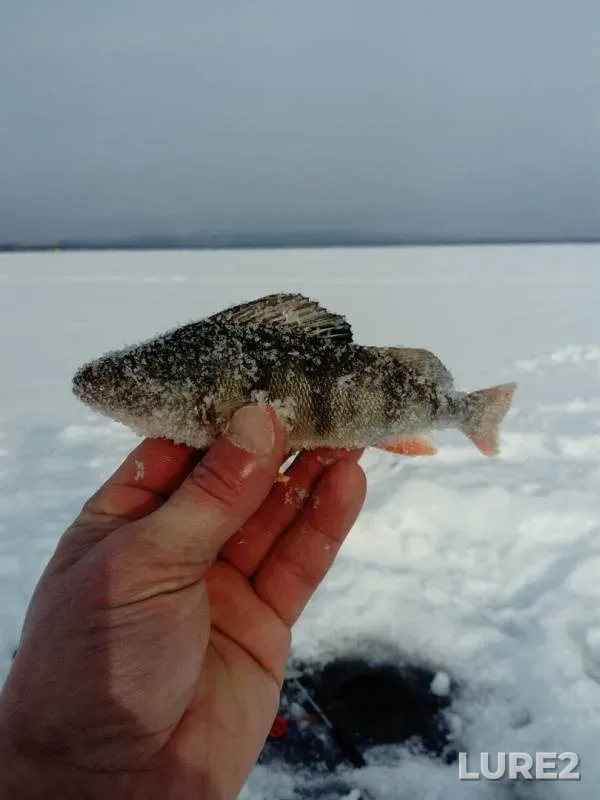 Окунь