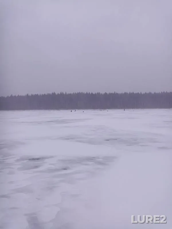Окунь, Щука