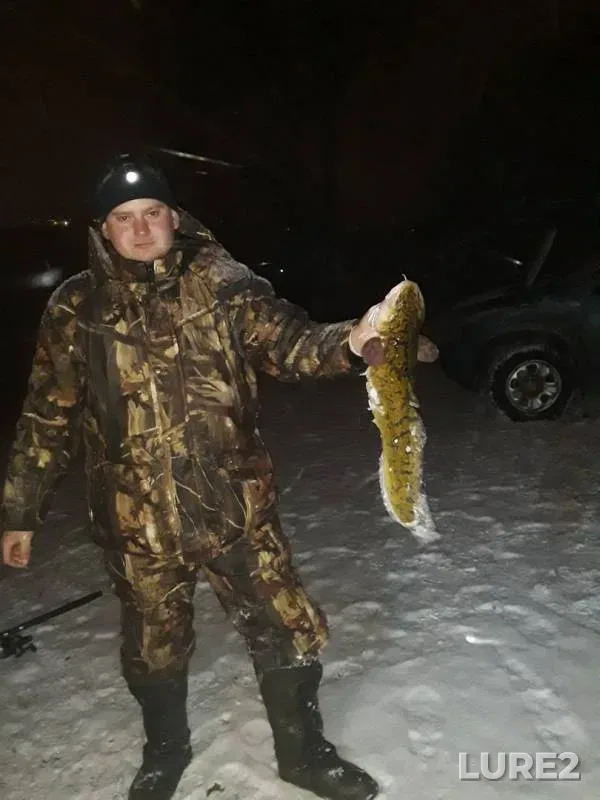 Налим