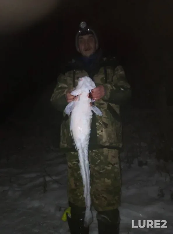 Налим