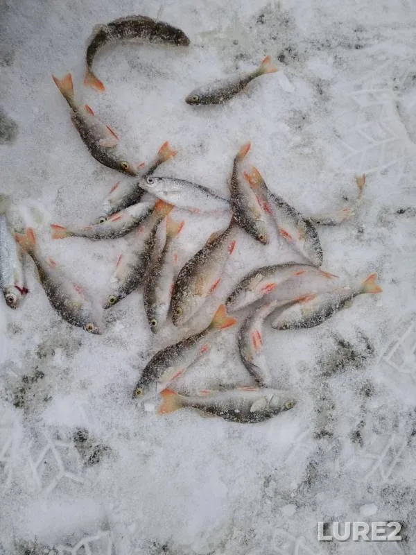 Окунь