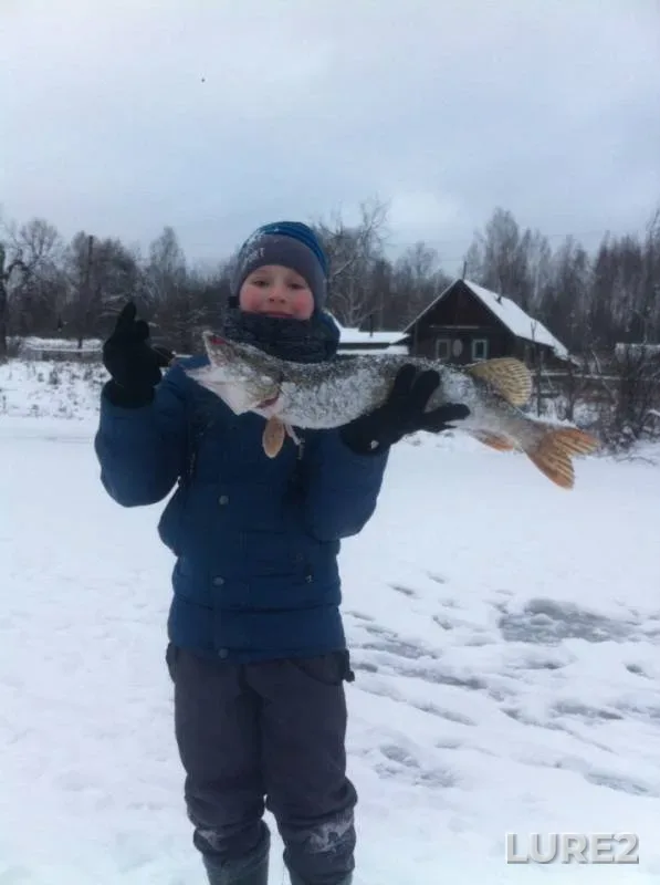 Щука