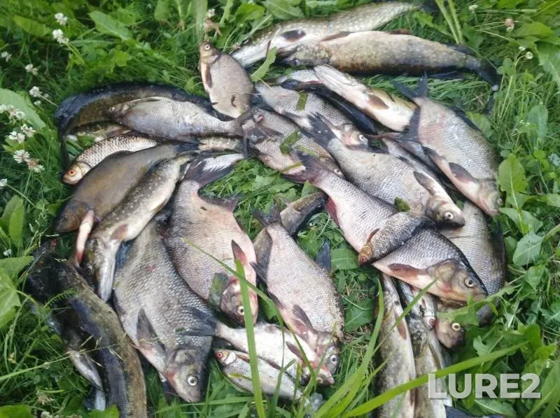 Лещ, Щука — Шоша, 16 июл. 2019 г.