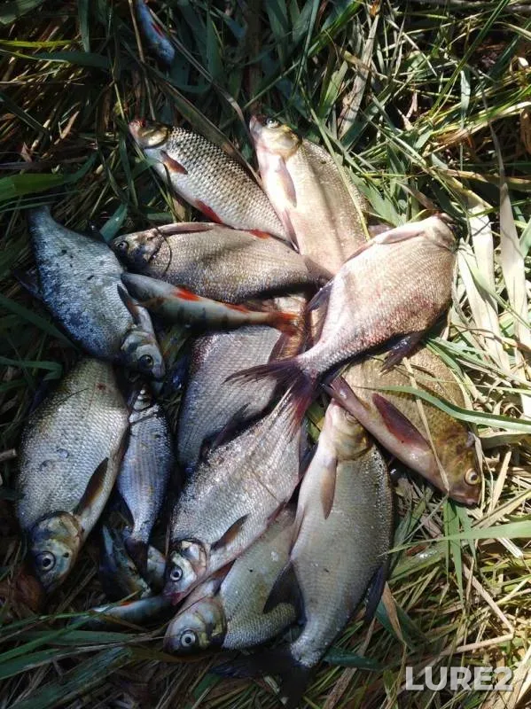 Лещ, Окунь — Шоша, 20 июл. 2019 г.