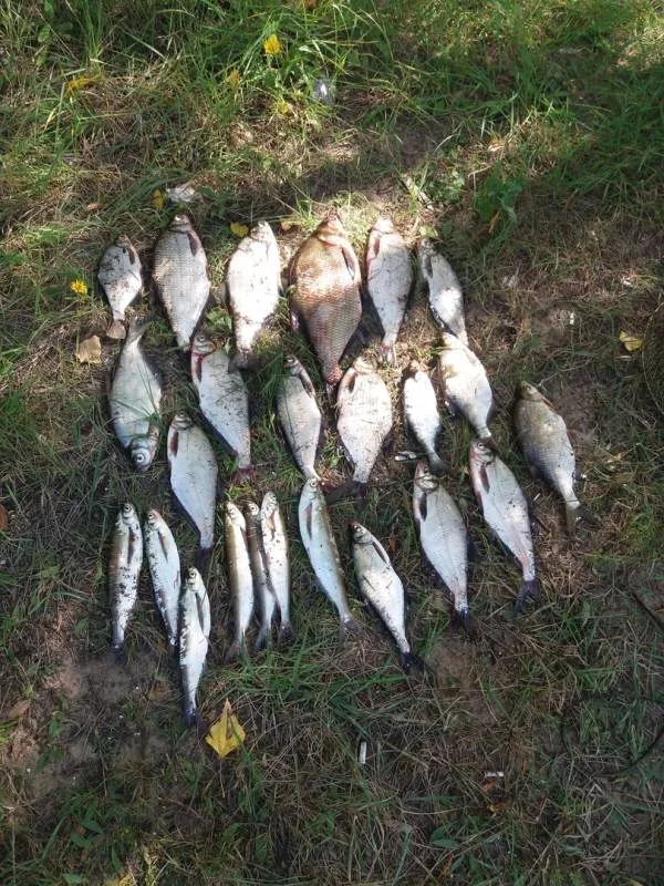 Лещ