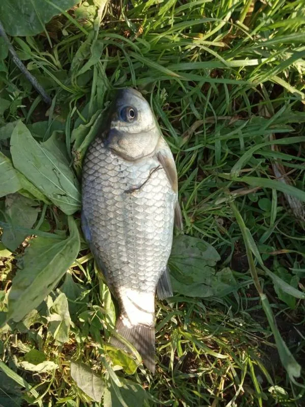 Лещ, Карась