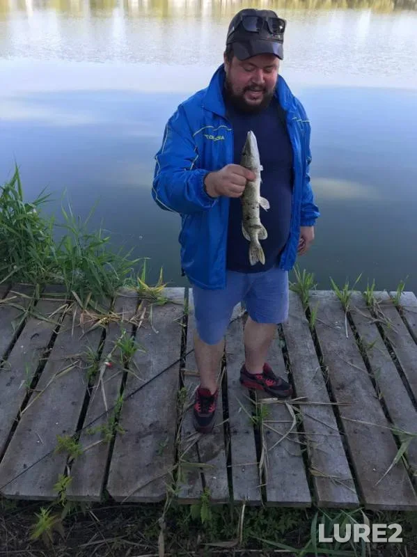 Сом, Щука