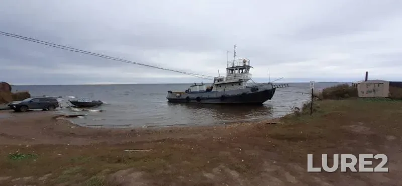 Щука