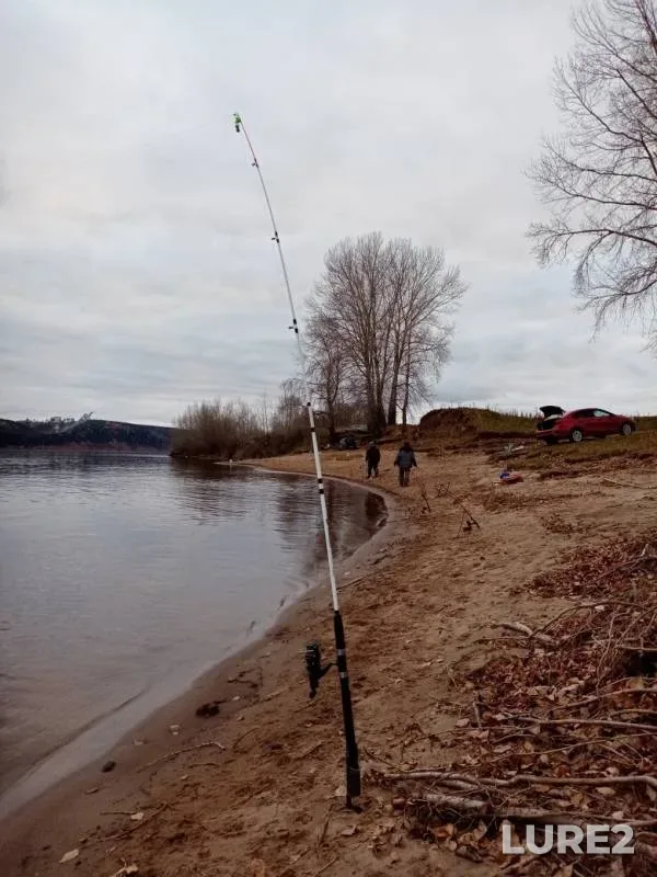 Лещ, Налим
