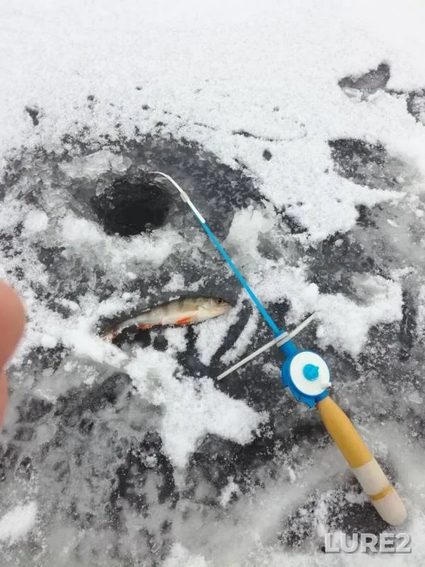 Окунь