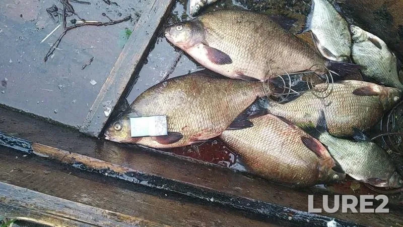 Лещ