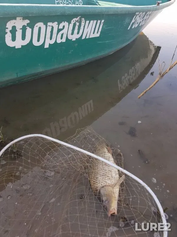 Карп