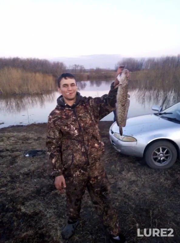 Налим